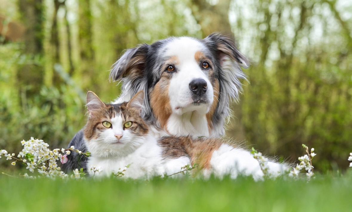 世界各国の犬猫飼育頭頭数